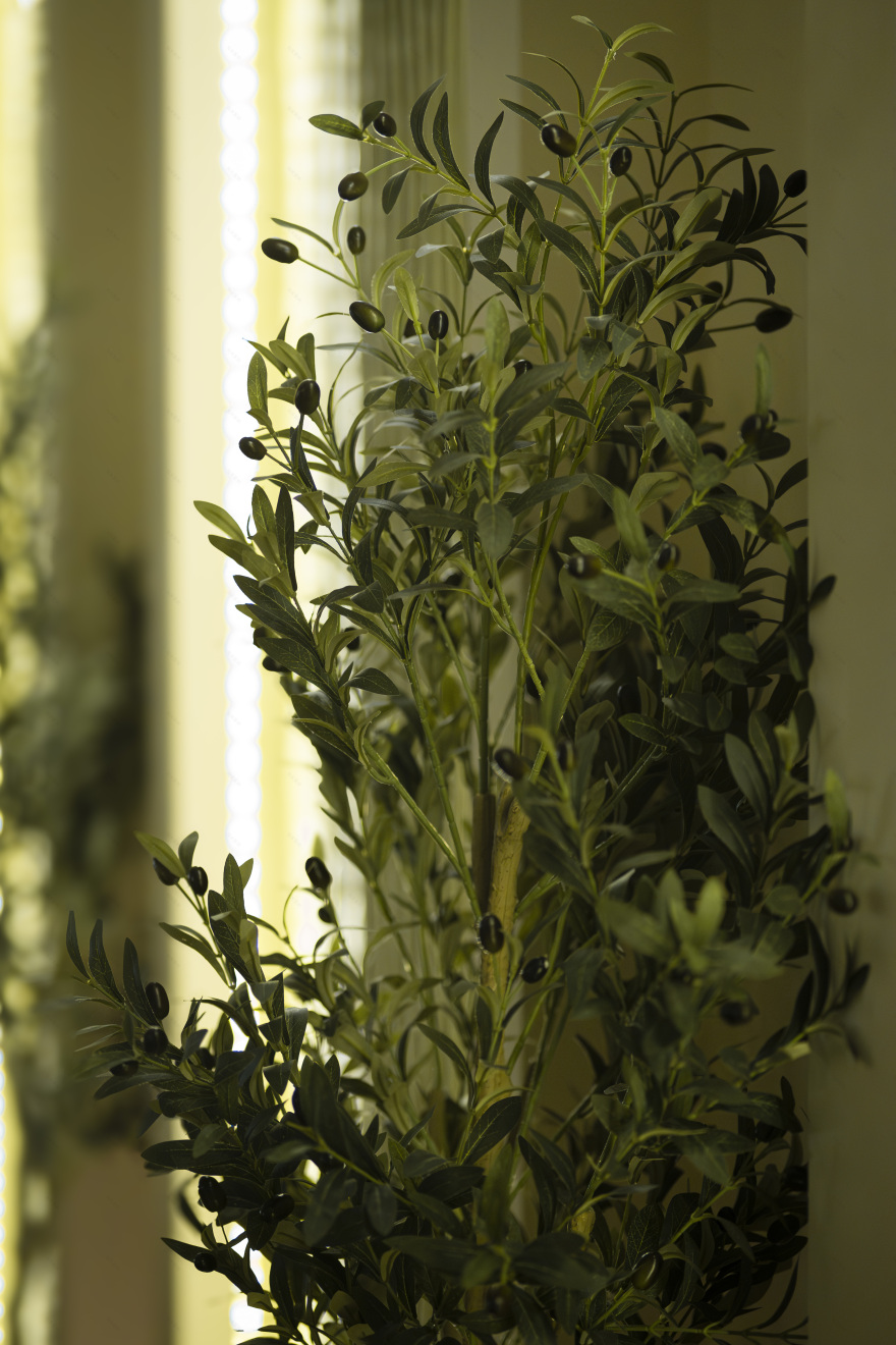 黑莓之乐丨AlgeriaOran-12