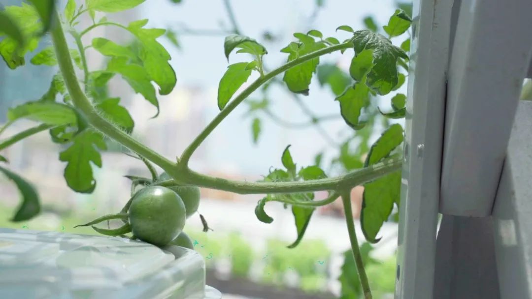 香港KFarm · 高科技农场的绿色奇迹丨中国香港丨陈启豪等-37