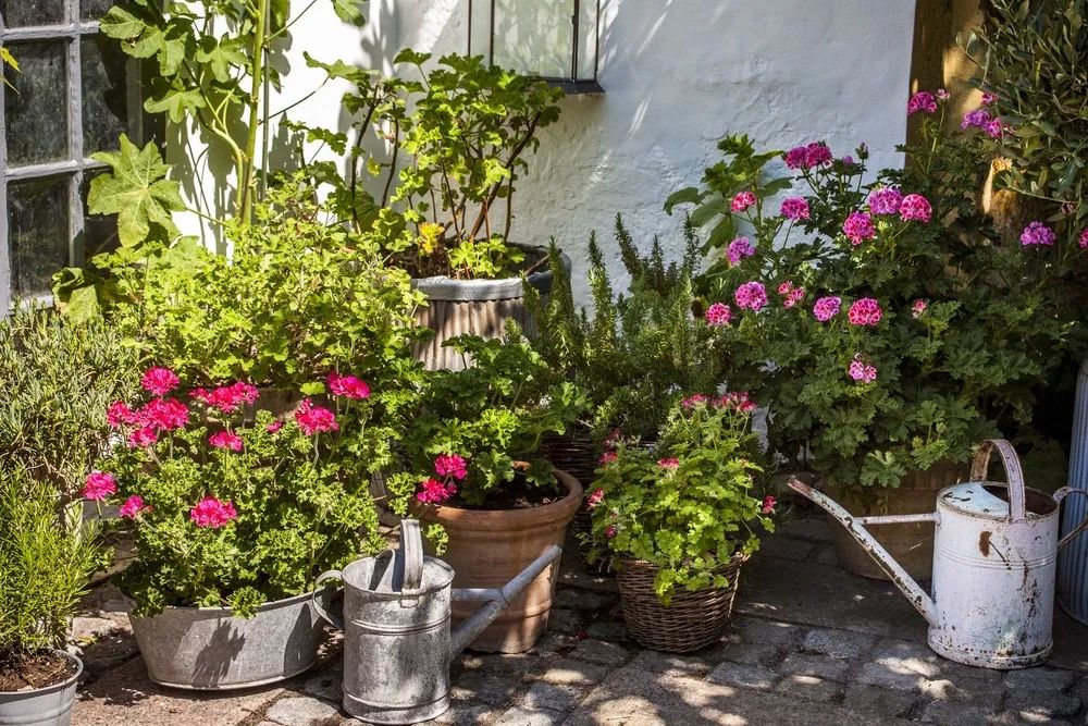 农村小院,生活的理想-2