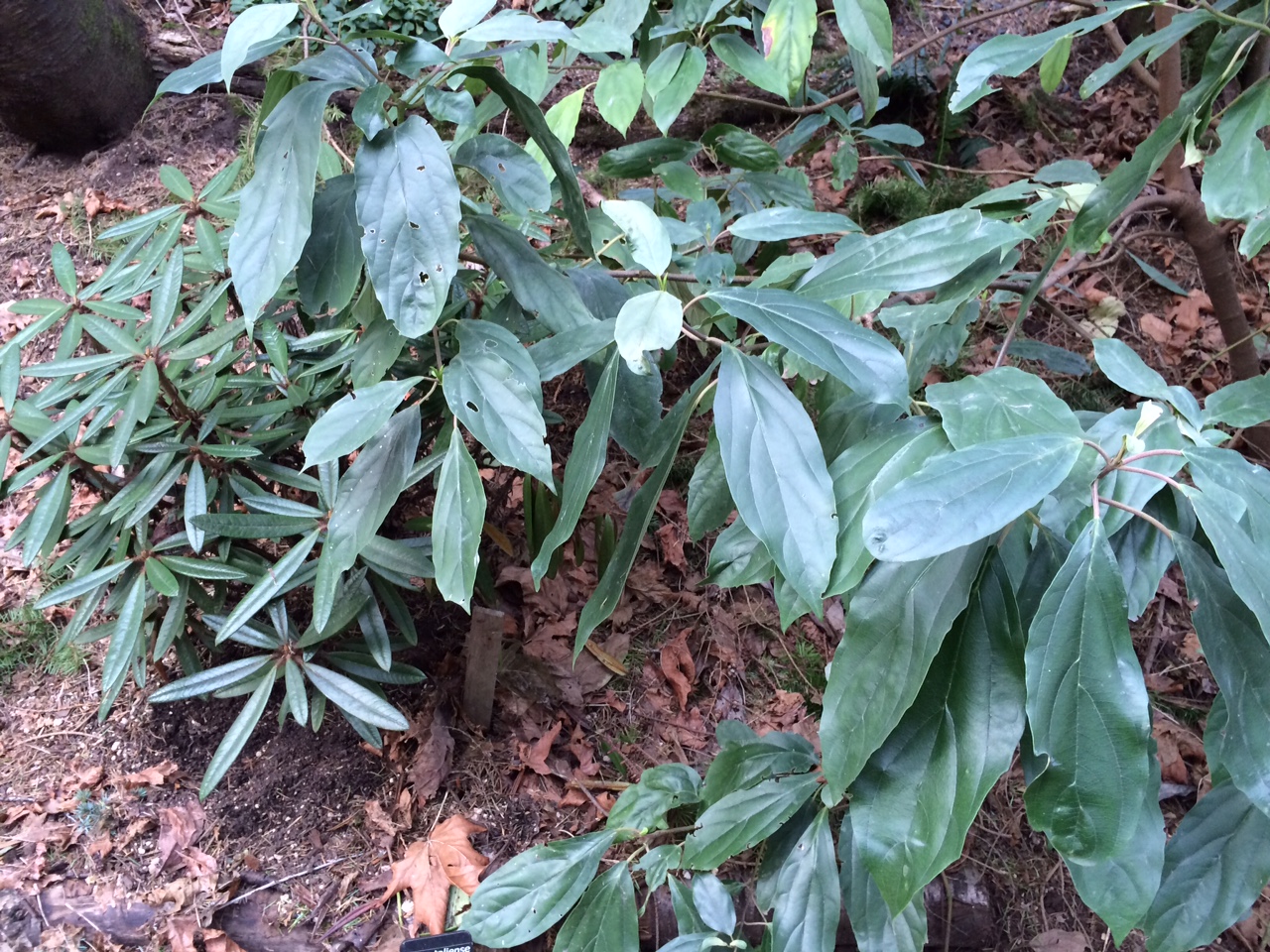 华盛顿公园喜马拉雅云林花园丨美国华盛顿-27