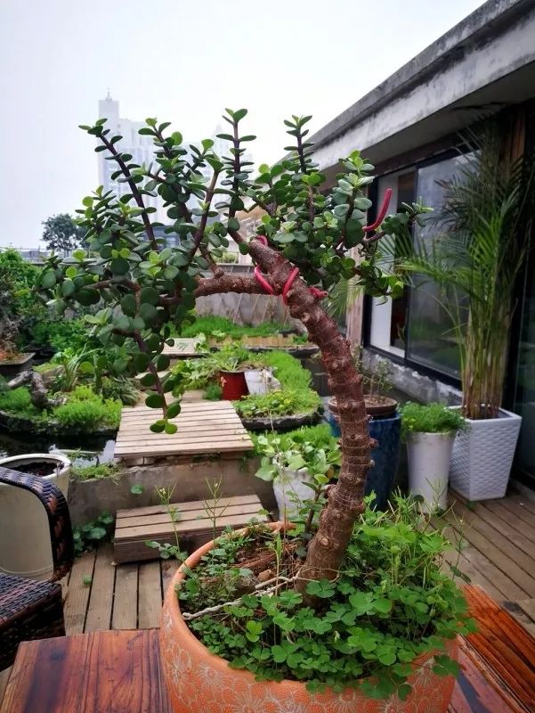 不惑之年，他自己动手建了一座楼顶花园，养花种菜喂鱼……-197