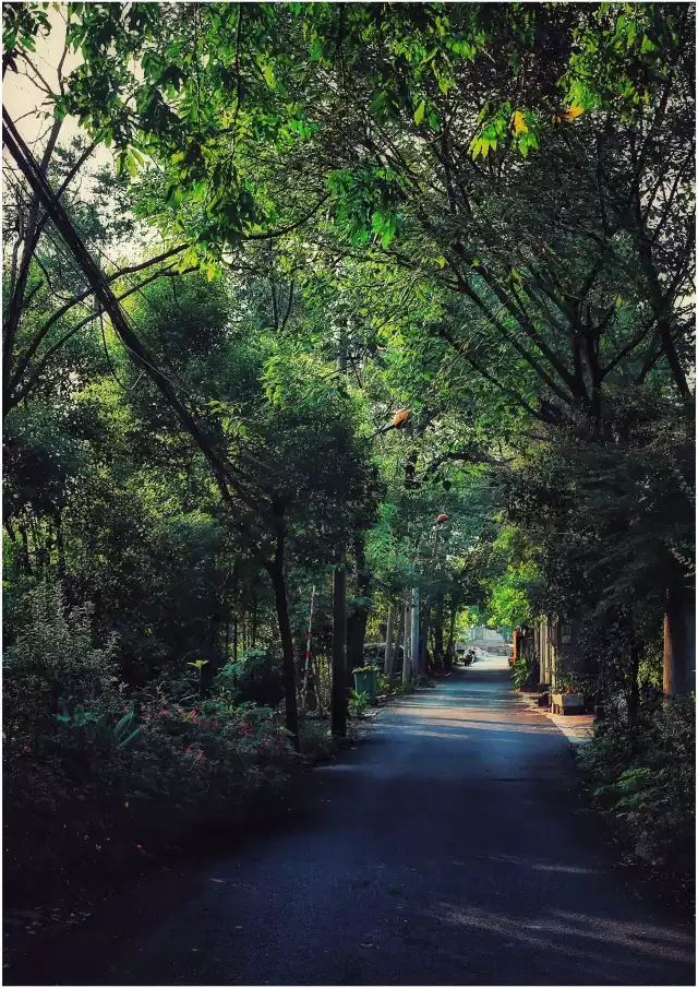 两个小女生，造了一间全镇上最文艺的花房，从此与花草为伴-53