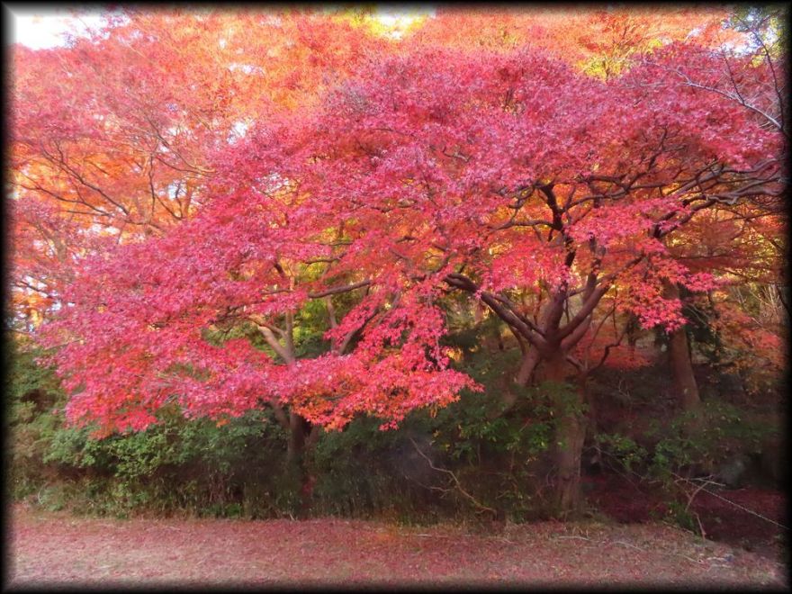 瑠璃光院(旧高级旅馆「喜鶴亭」)丨日本京都-21