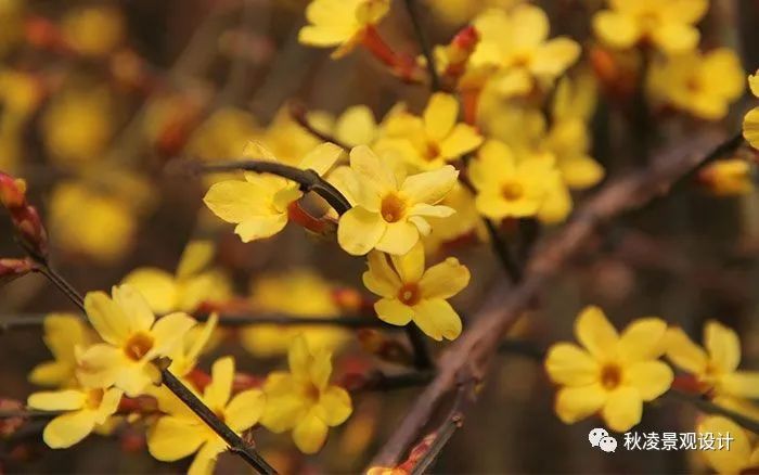 园林文化——寓意解析 | 四君子、花王与雪中四友-163