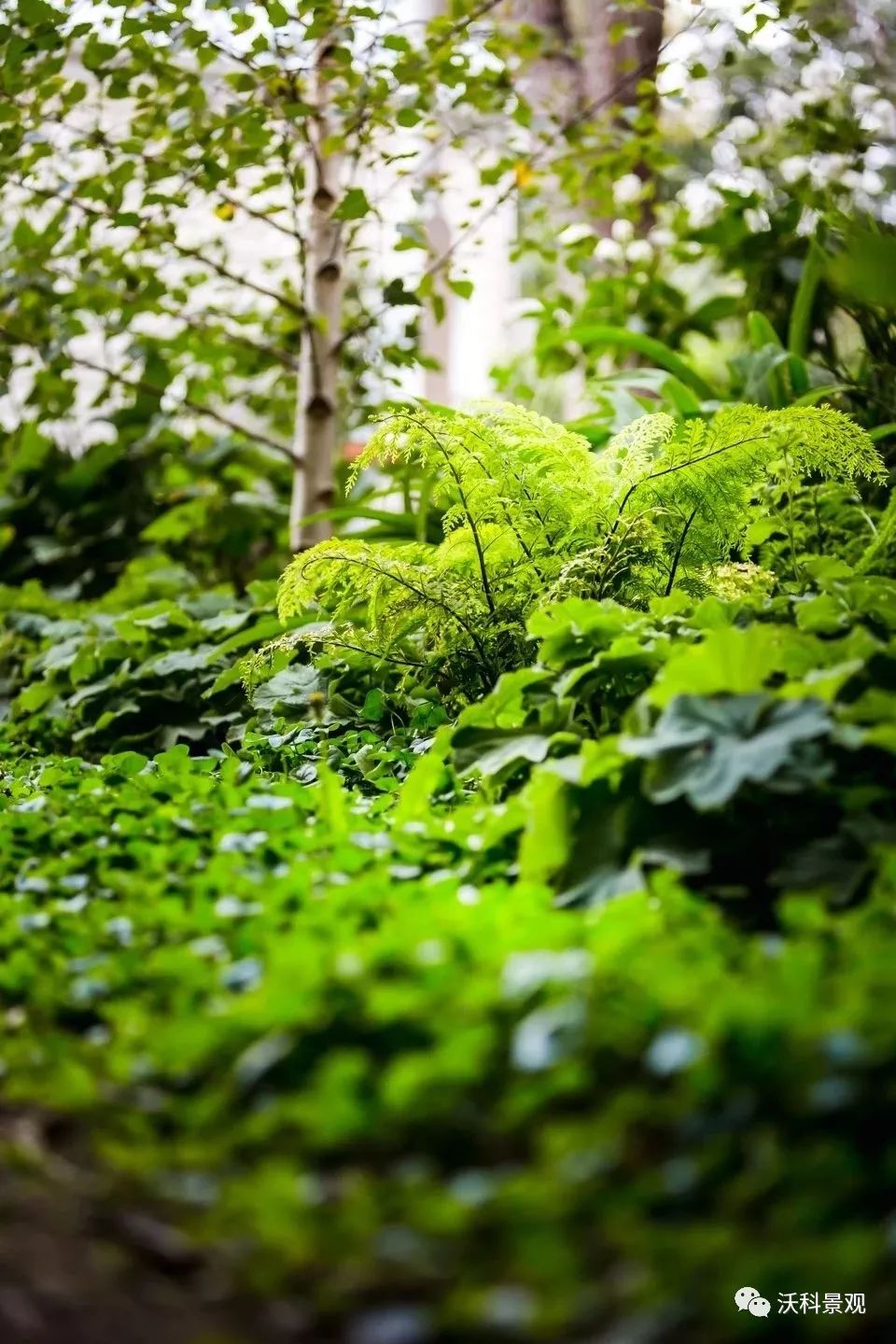 融入自然的别墅庭院设计-86