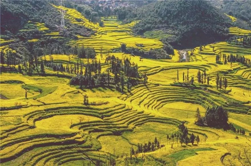 罗平春色 | 油菜花海的金黄绮梦-67