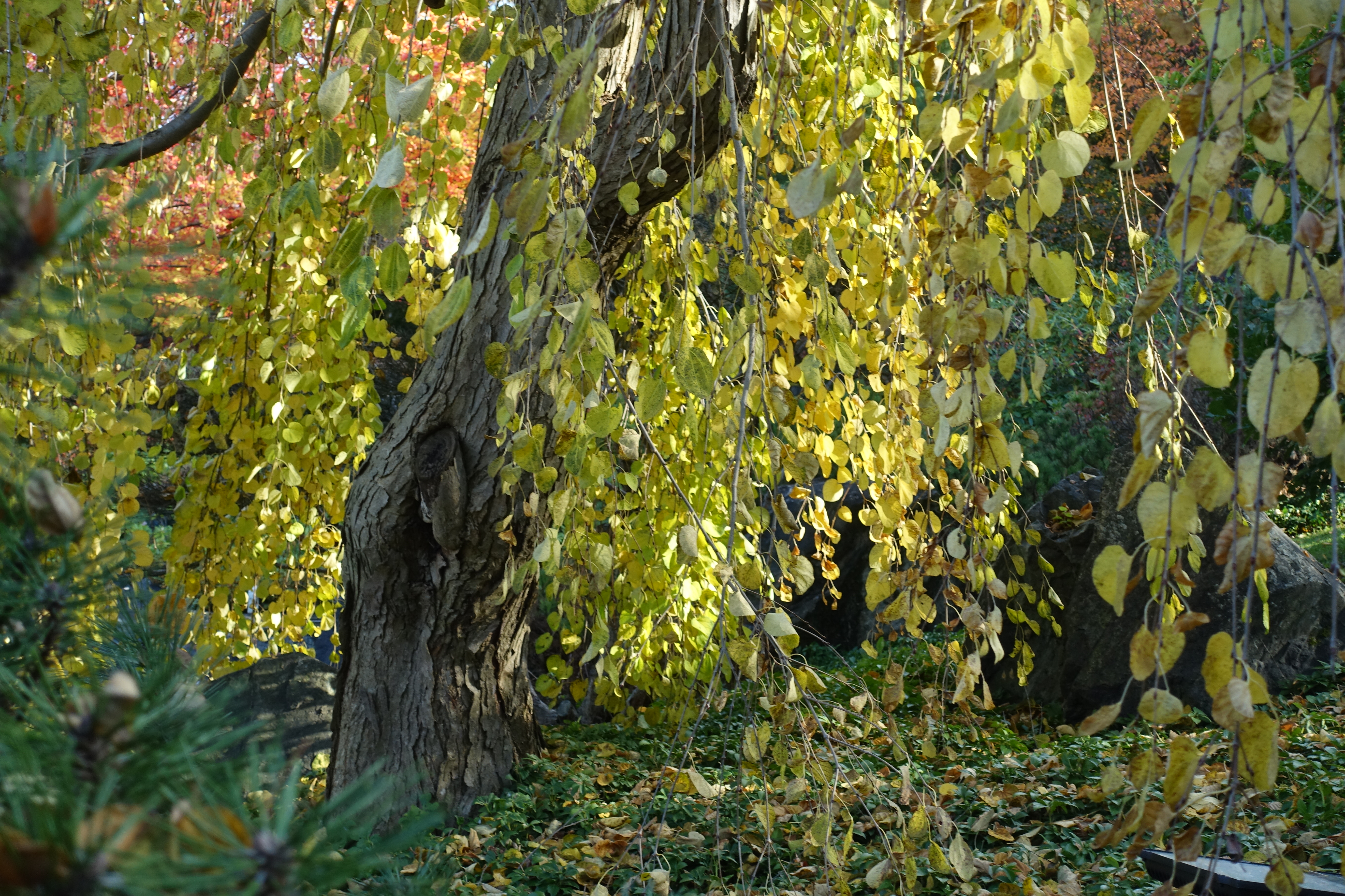 世界上的树木丨Sylvie D.-289