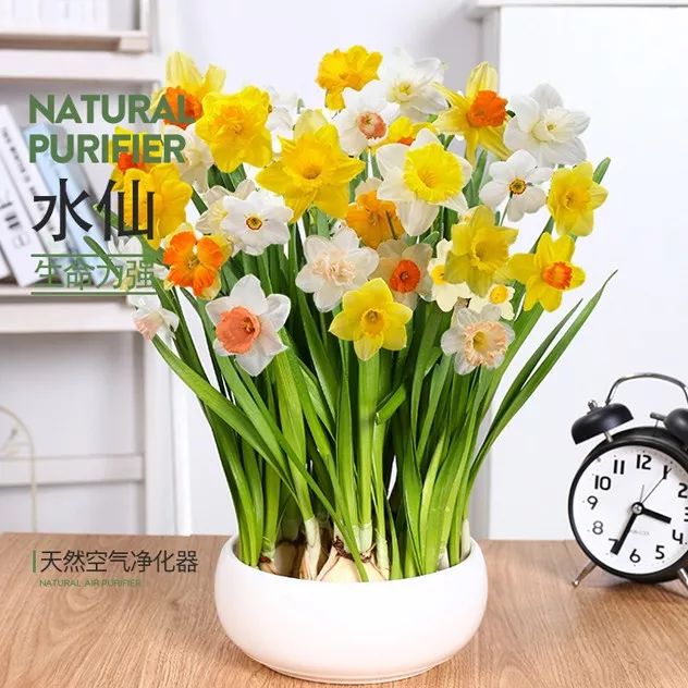 年宵花盛开，春节家装添喜气-29