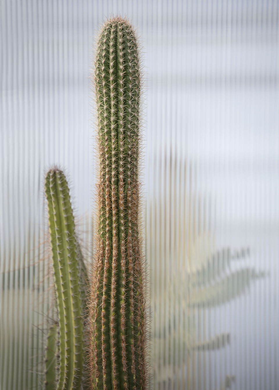 沙漠植物园一期丨美国-109