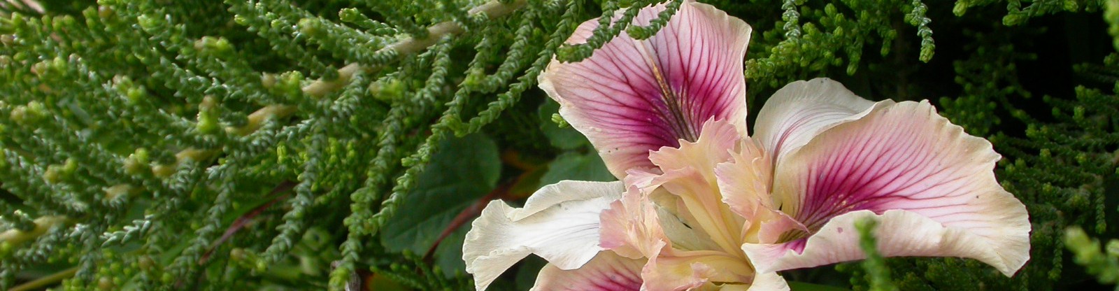 波特兰市政厅周边花园景观项目丨美国波特兰-0