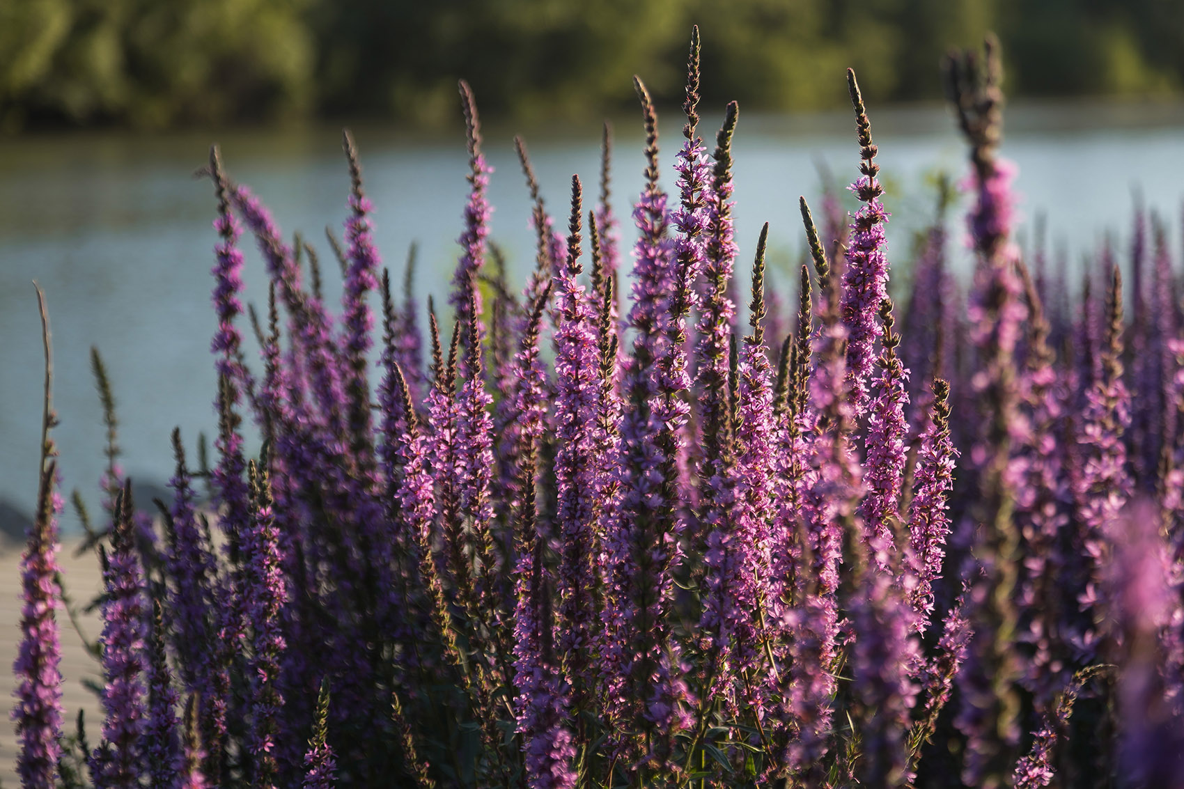 新西伯利亚河滨公园丨俄罗斯新西伯利亚-35