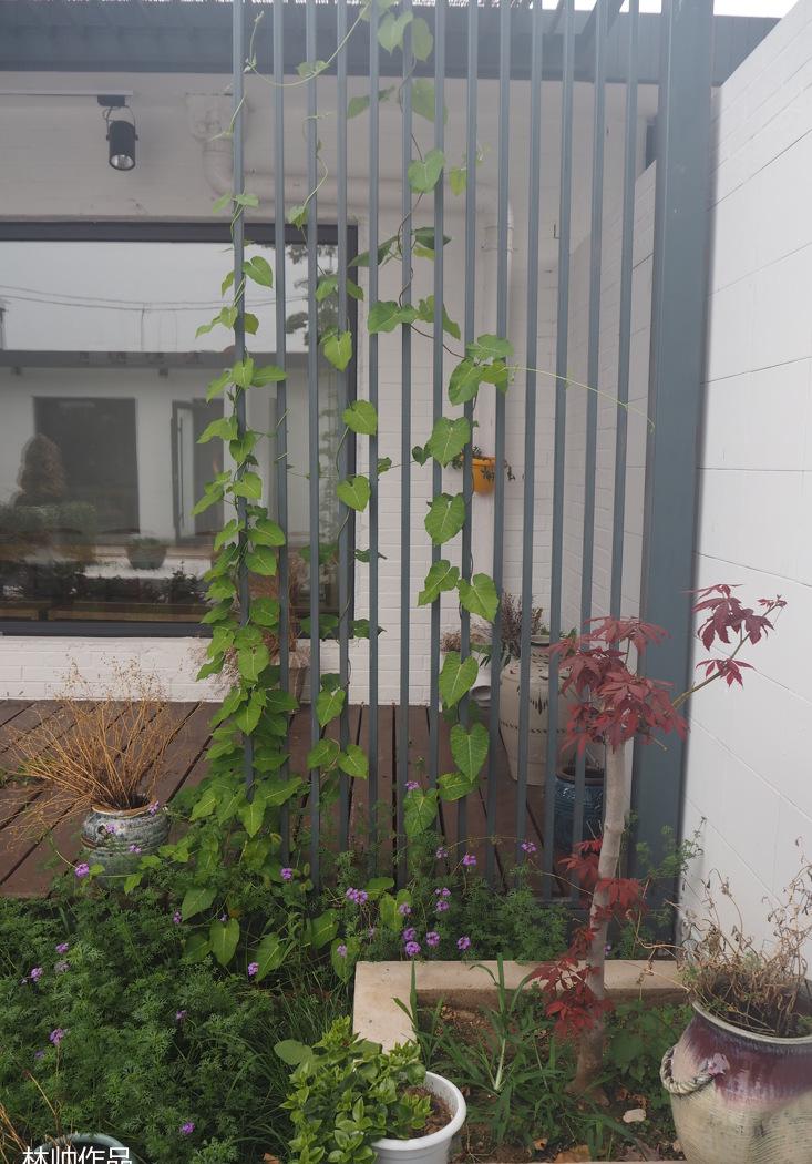 北戴河瑜伽小院——林设计师打造自然禅意空间-52