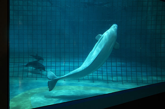 “Moskvarium”海洋馆丨俄罗斯莫斯科丨Aqua Logo Engineering-88