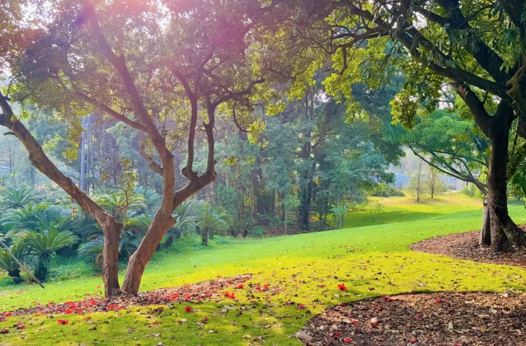 十一赏景别错过！华南国家植物园[绿美广东物种展示园]-83