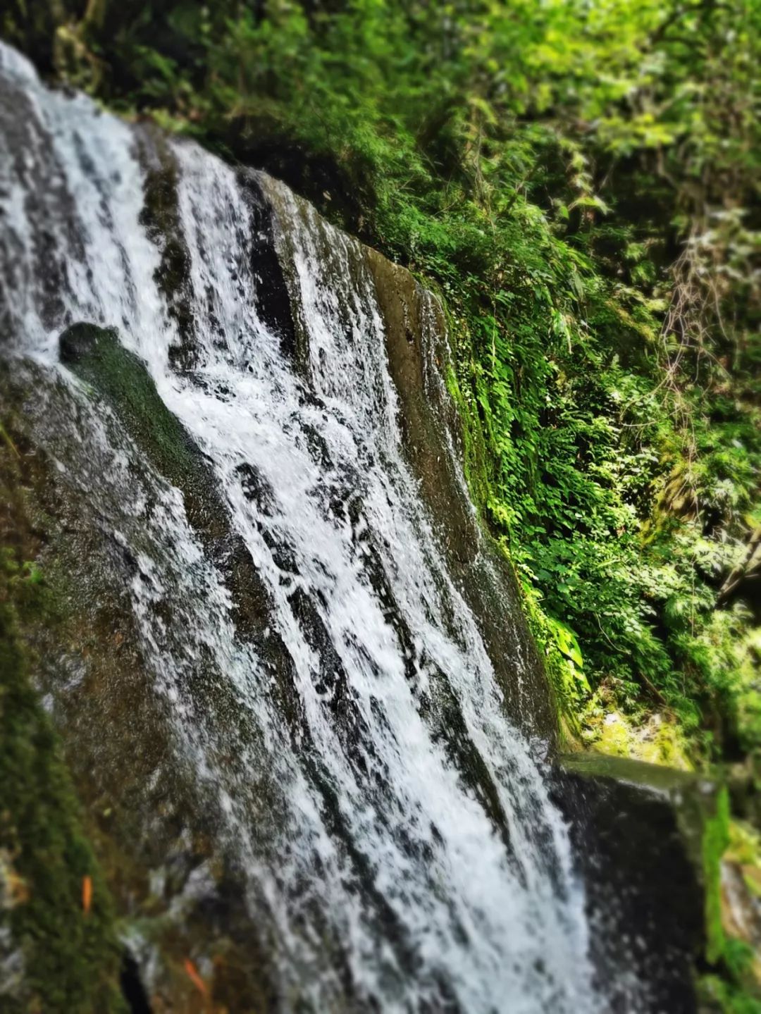 青春之旅 | 安吉竹博园与藏龙百瀑的邂逅-90