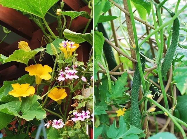 她在楼顶悄悄建了一座梦想花园，美翻了！这才是把日子过成诗的样子-86