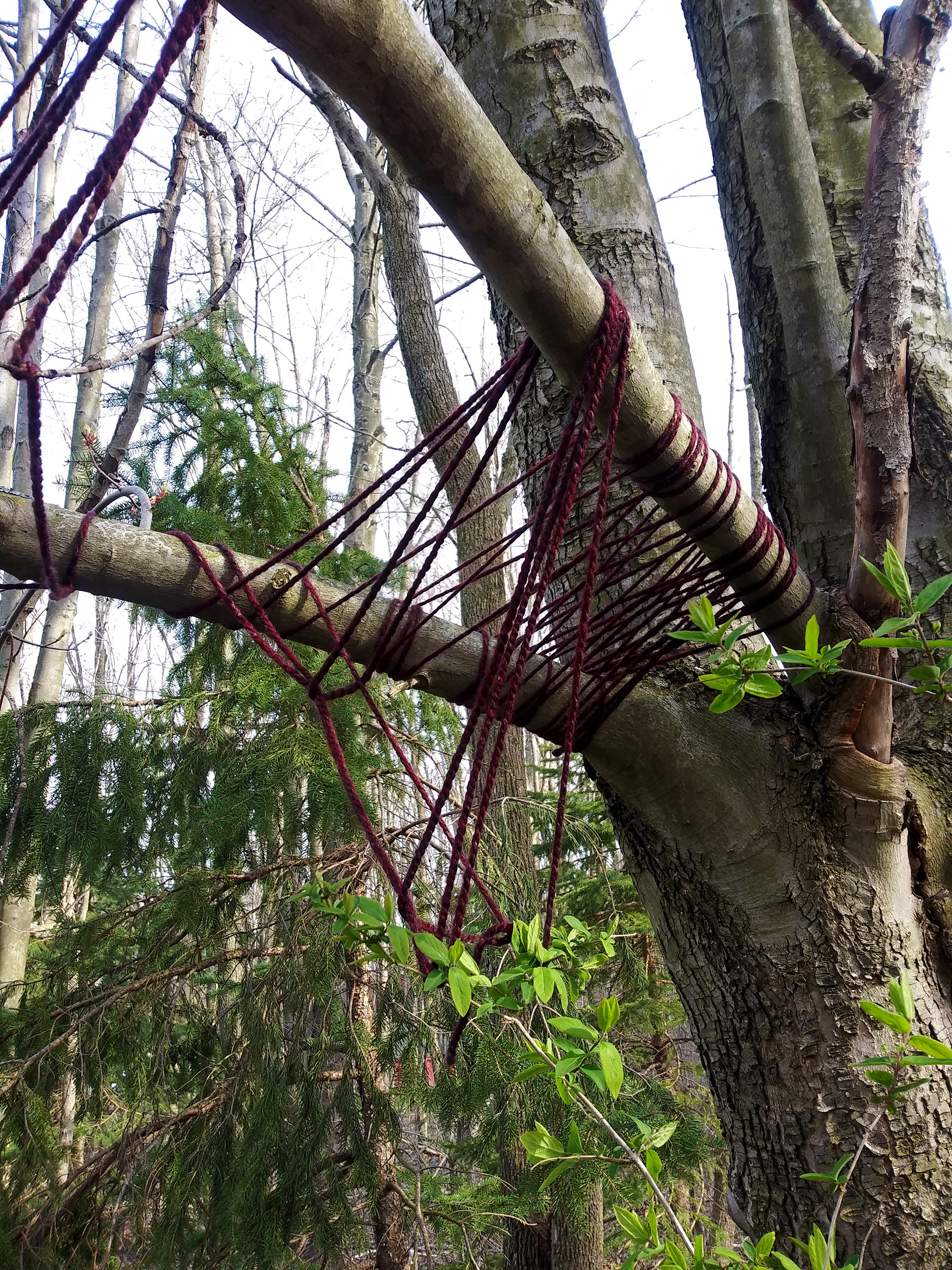 自然界中隐藏的线条-4