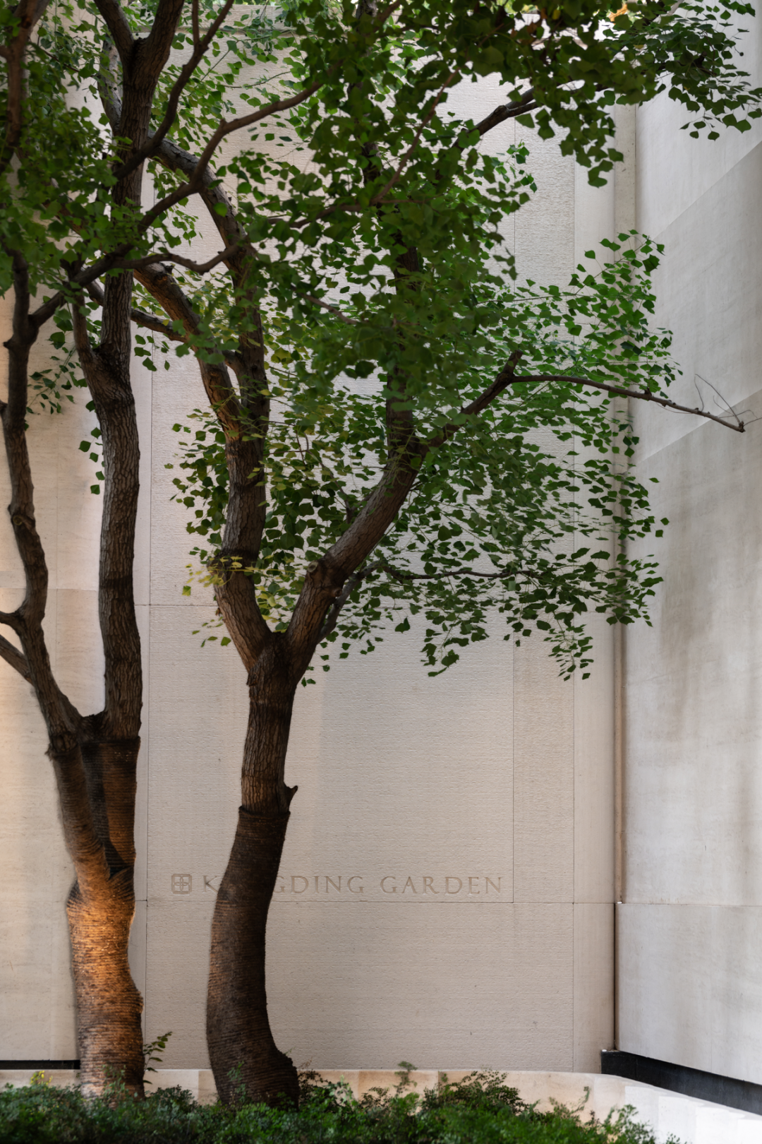 招商·康定壹拾玖|老静安印记梧桐下永恒-52