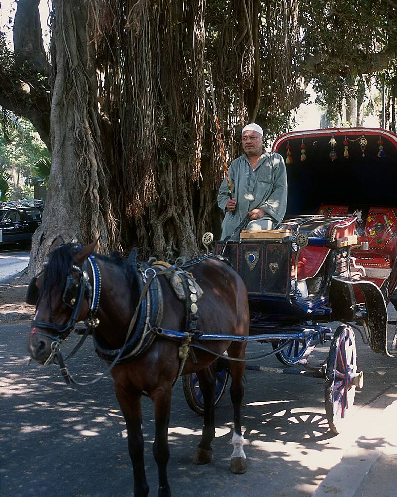 四季酒店 Cairo at The First Residence  开罗第一居所-13