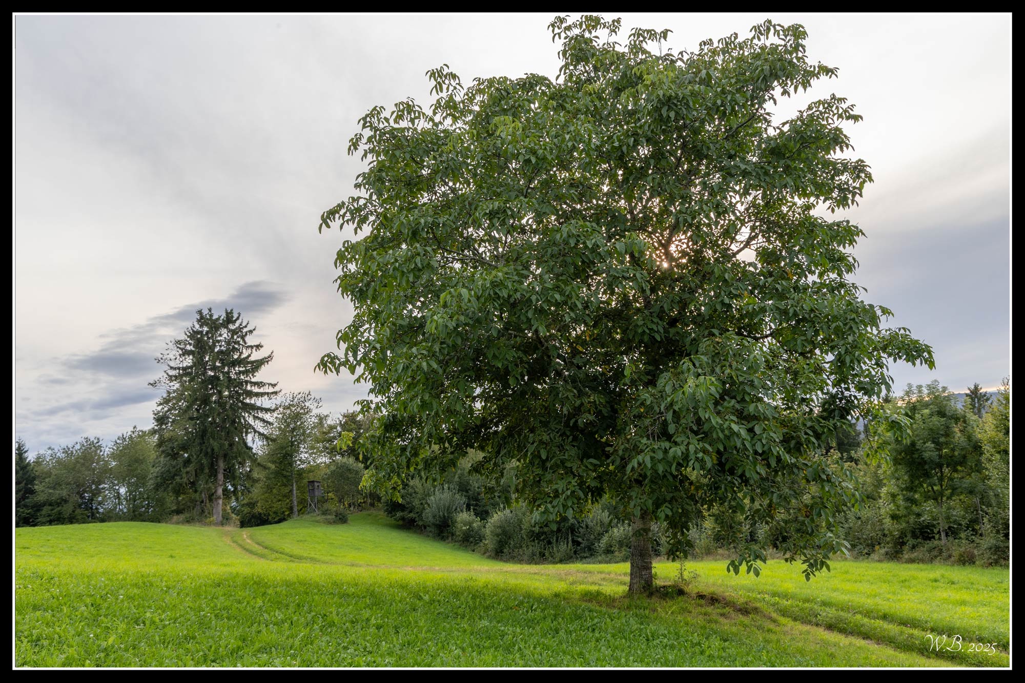 世界上的树木丨Sylvie D.-263