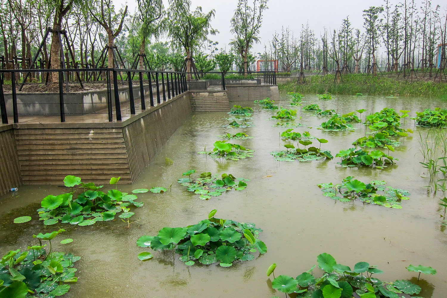嘉定石冈门塘湿地公园-11