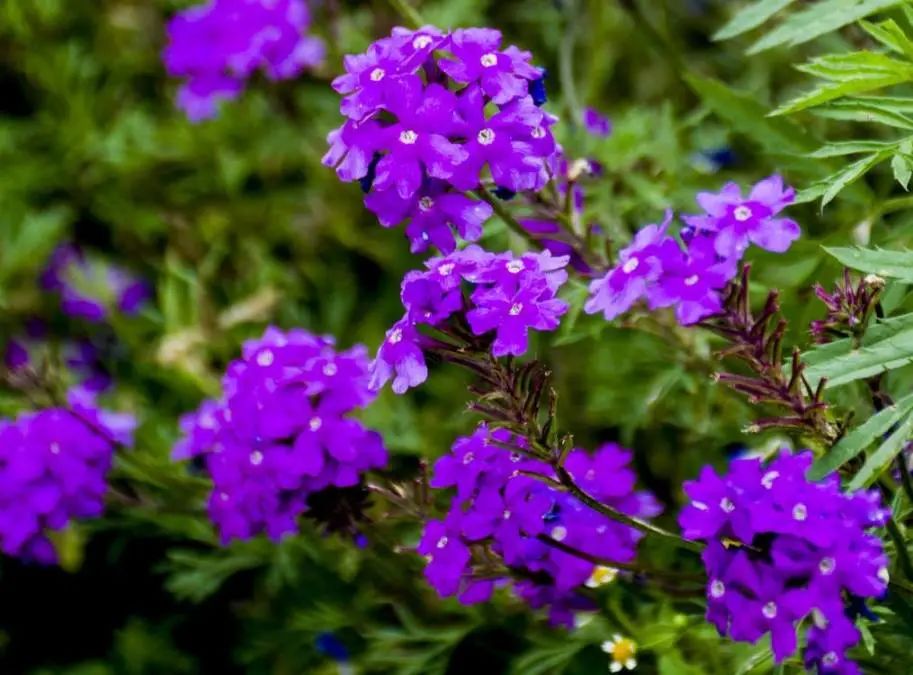 夏日花园养护攻略,打造梦想花园-19