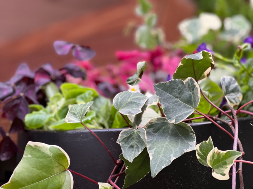 Williamsburg新公寓荫蔽花园丨美国纽约-20