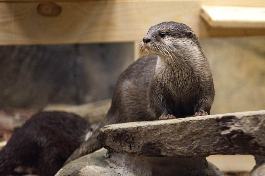 莫斯科水族馆水獭和海豹围栏及展区更新丨俄罗斯莫斯科-43