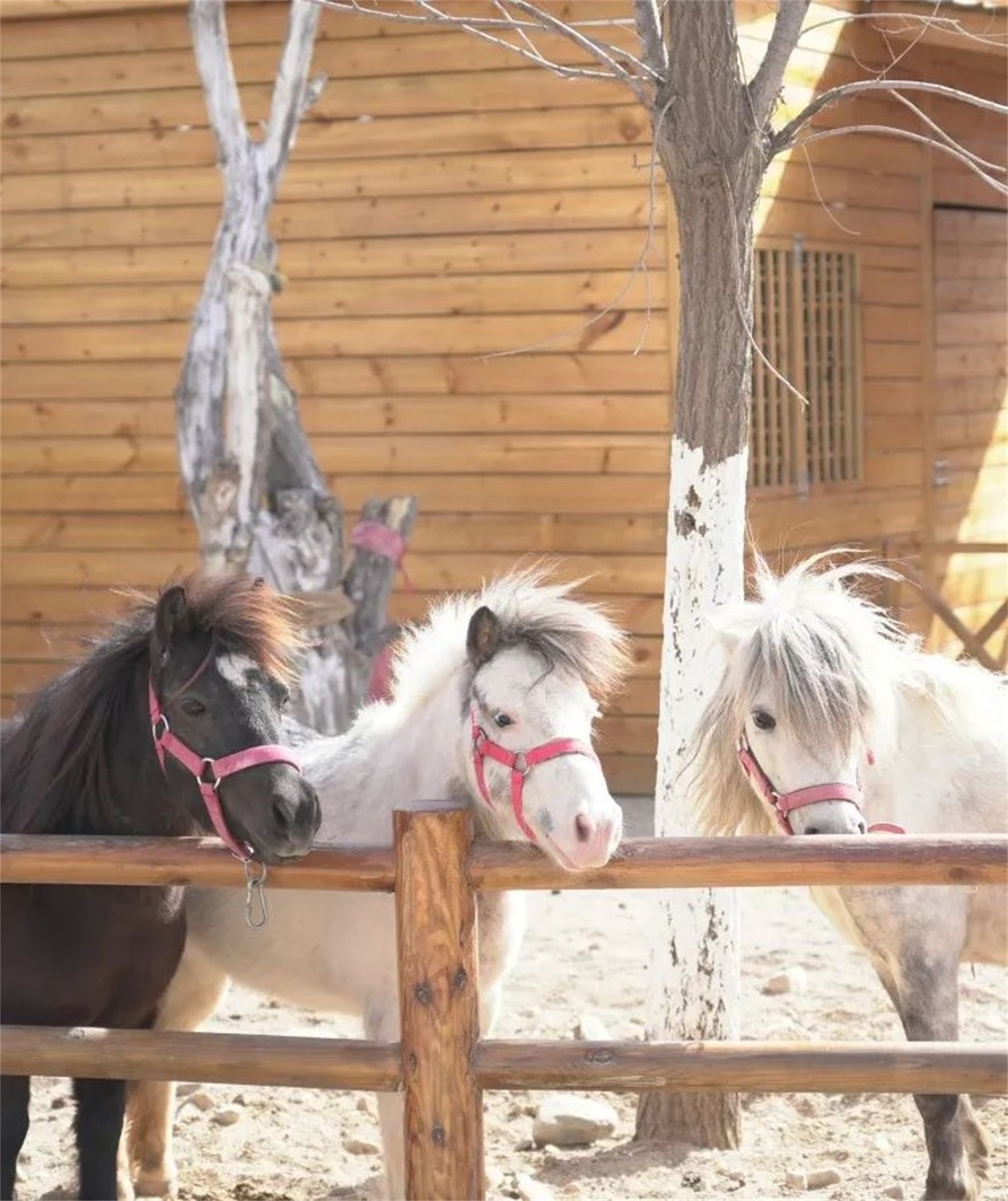 宁夏银川兰多多亲自然乐园丨中国银川丨阿普贝思UP+S-108