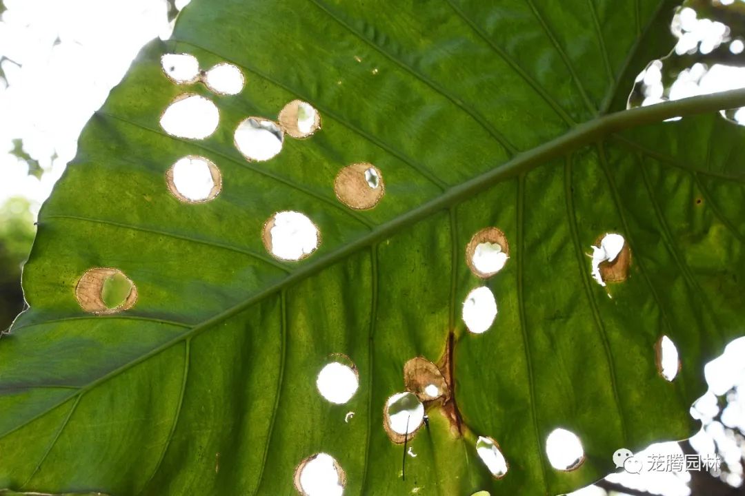 行走的茏腾人 | 象头山自然之美-45