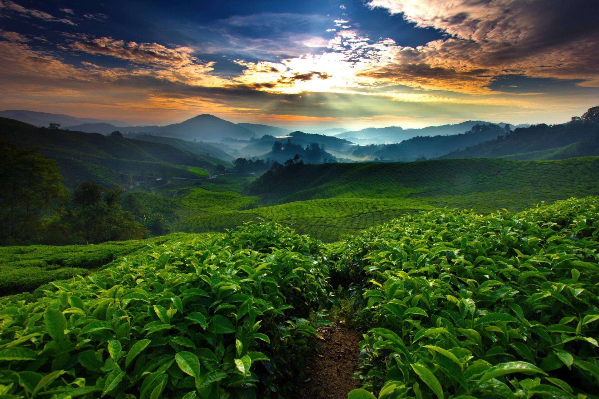 七款澳洲最佳道德咖啡品牌-1