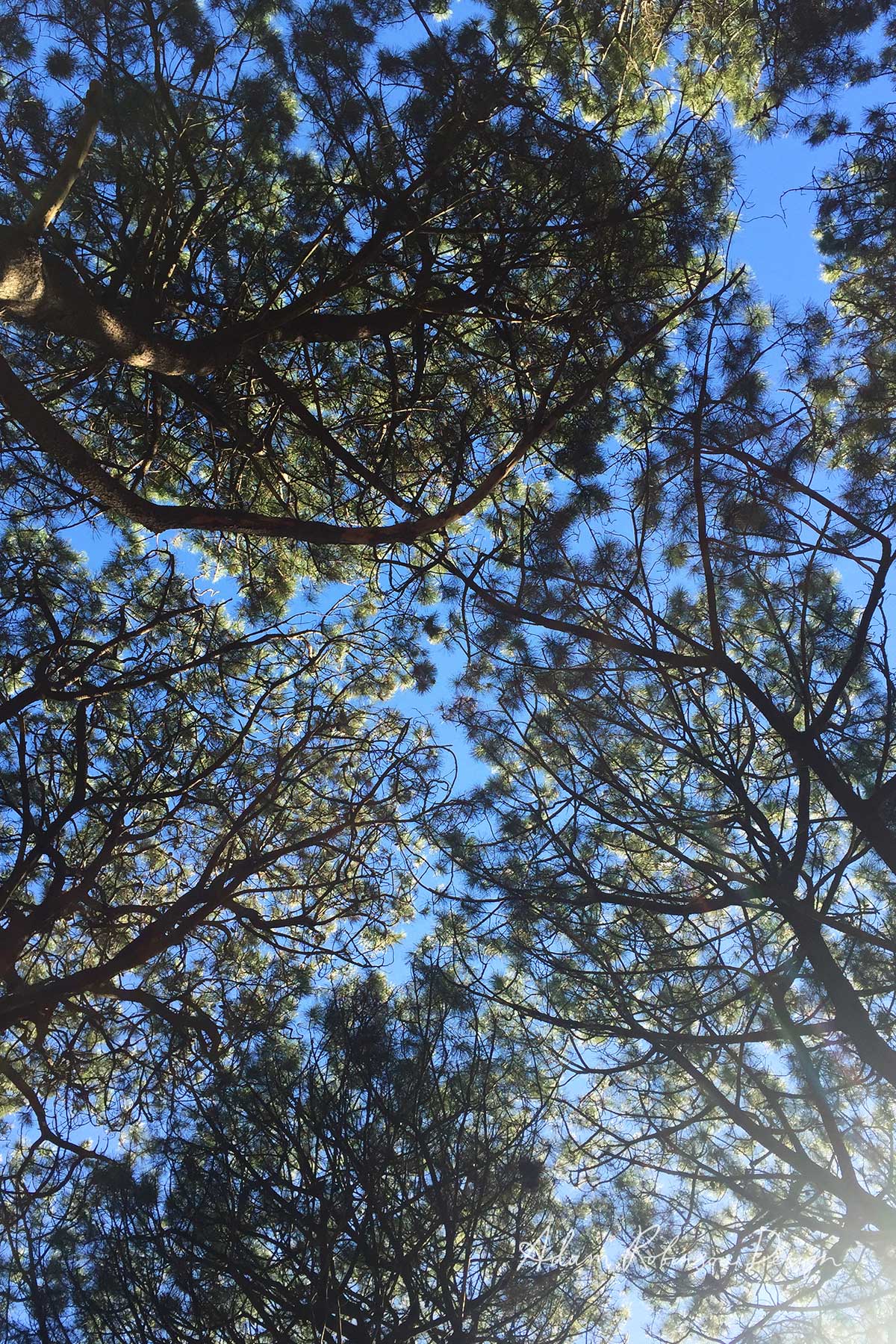 Nurture Your Nature — Adam Robinson Design-1