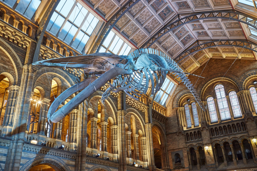 伦敦自然历史博物馆翻新升级,鲸鱼骨架成新焦点-10