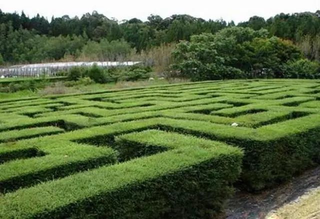 罗汉松 | 庭院中的守财吉祥树-59