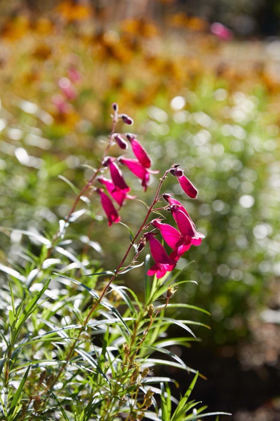 绿色之心的现代景观设计丨BD landscape architects-18