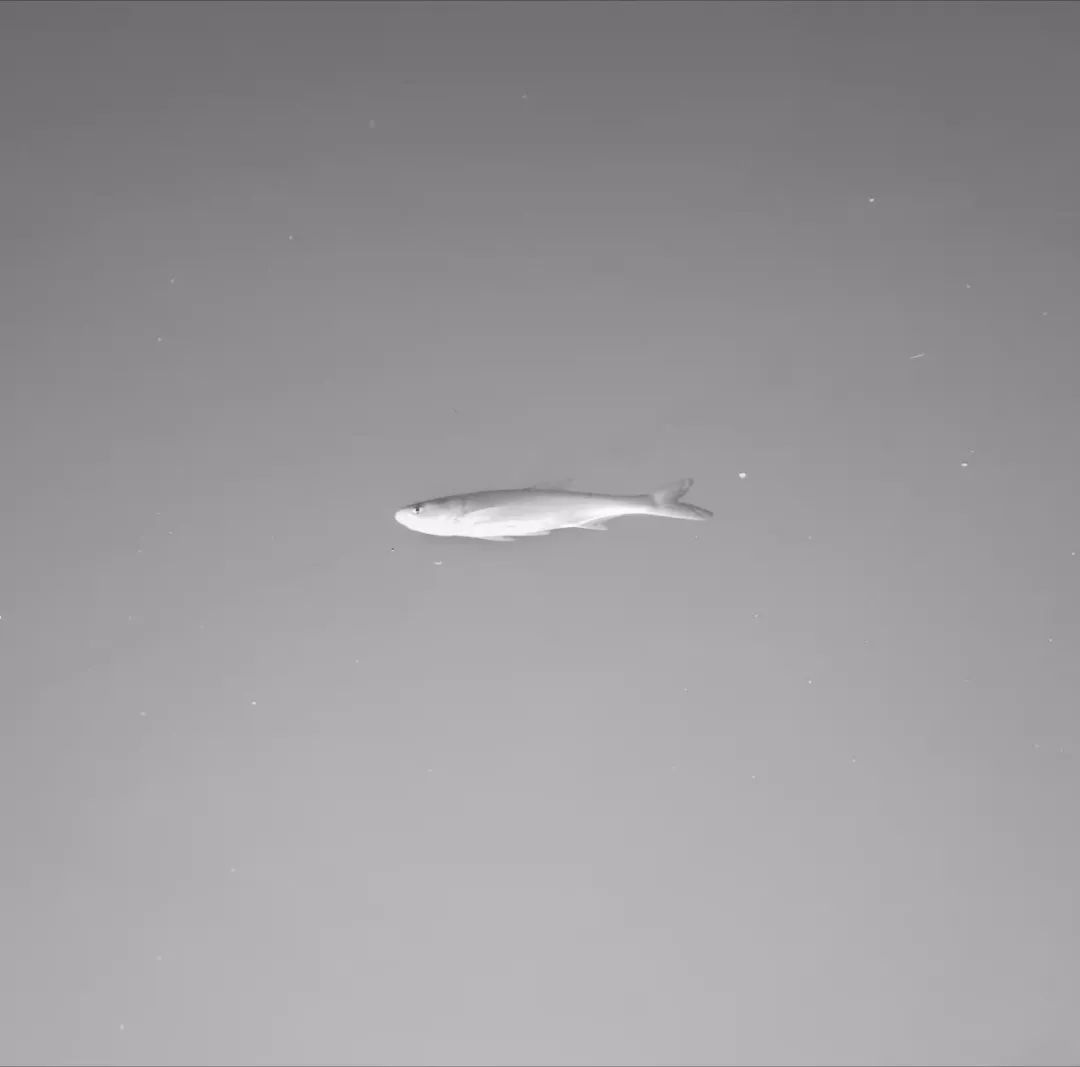 陈海峰  影像纪实 / 东湖之上-36