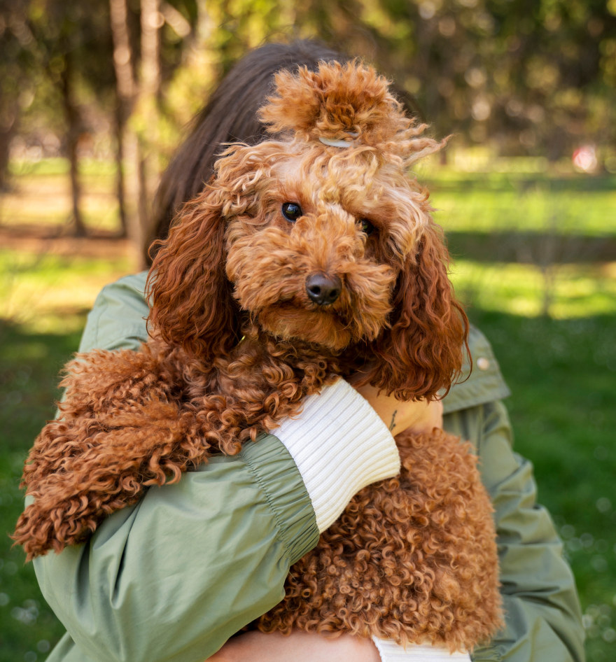 ZOORIK宠物护理产品设计丨GRIGOREVA OLESYA-37