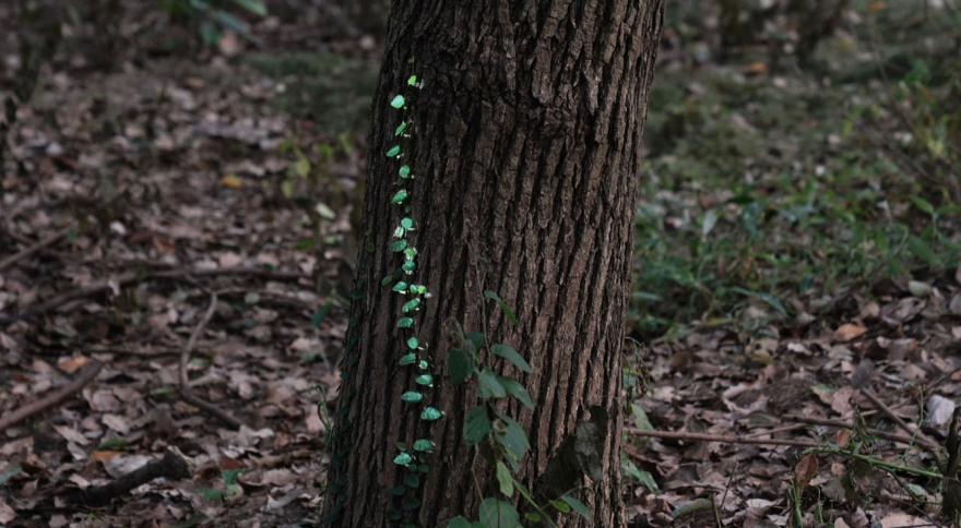 景观剧场·幻光森林-17