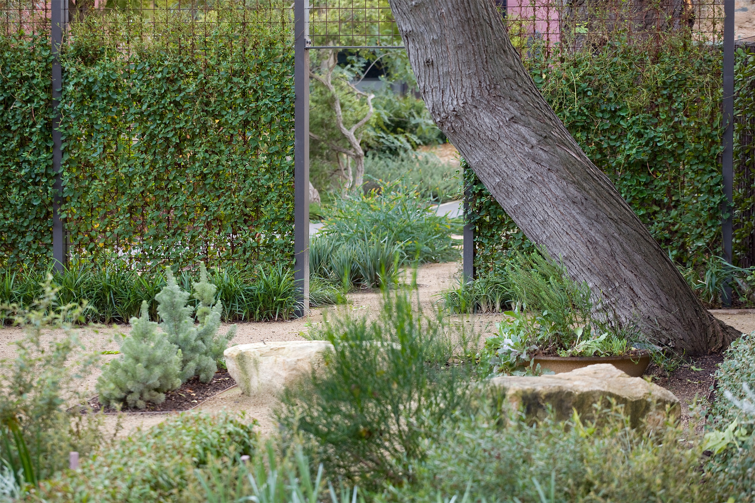 阿德莱德植物园本土花园丨澳大利亚阿德莱德丨TCL-9