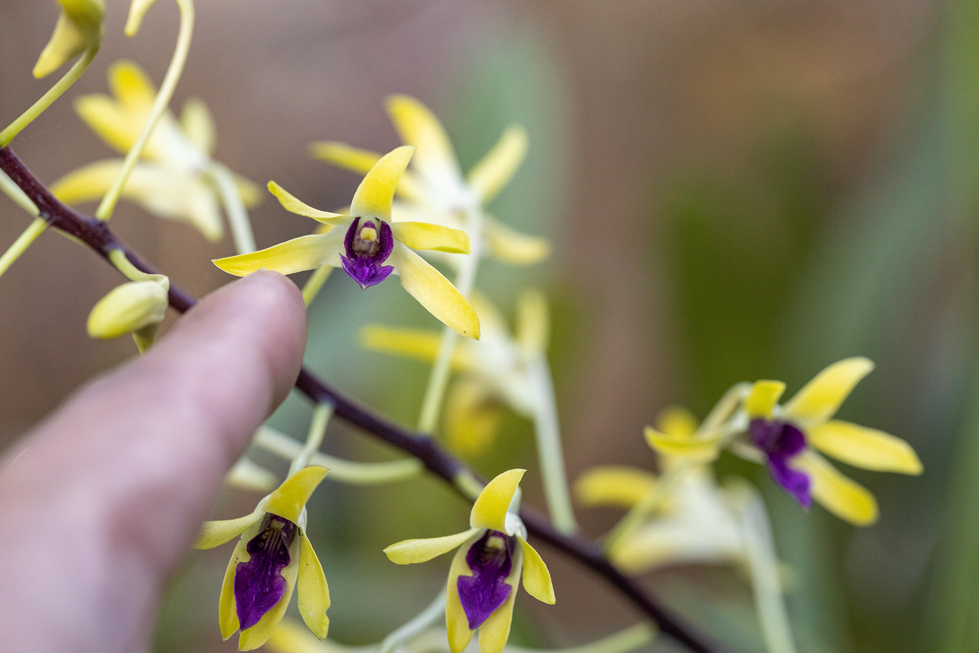 室内植物设计-60