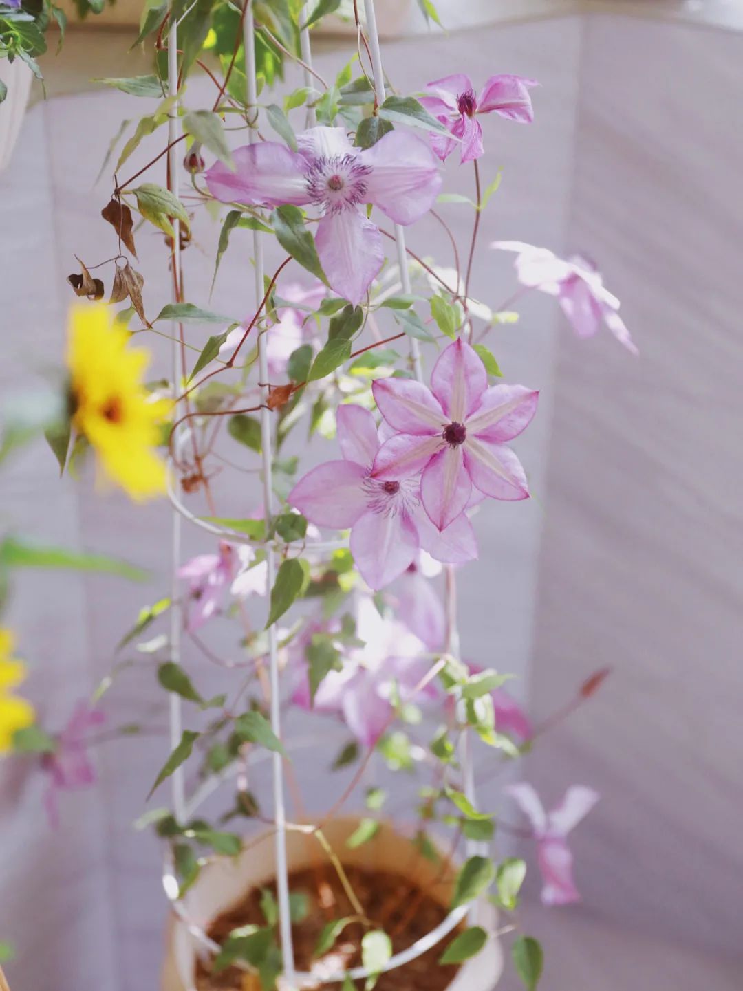 5㎡小阳台，打造治愈系小花园-60