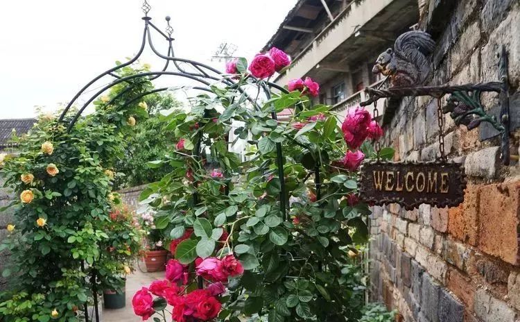 她花了4年，用月季，铁线莲，绣球把农村破败的小院打造成了花海，惊艳了时光-16