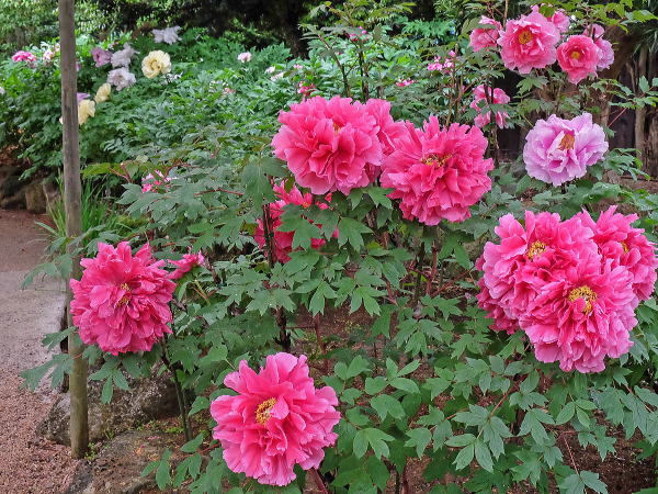 由志園丨中国松江-39