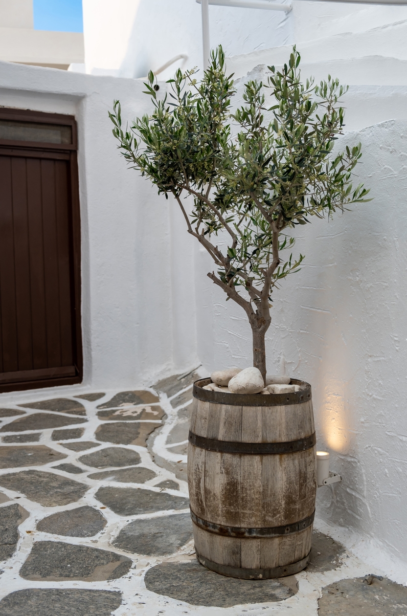 Indoor Olive Tree: Can You Successfully Grow One of Your Own?-0