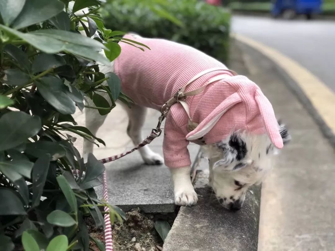 温暖 ENJOY | 从流浪狗到办公室宠儿的感人故事-33