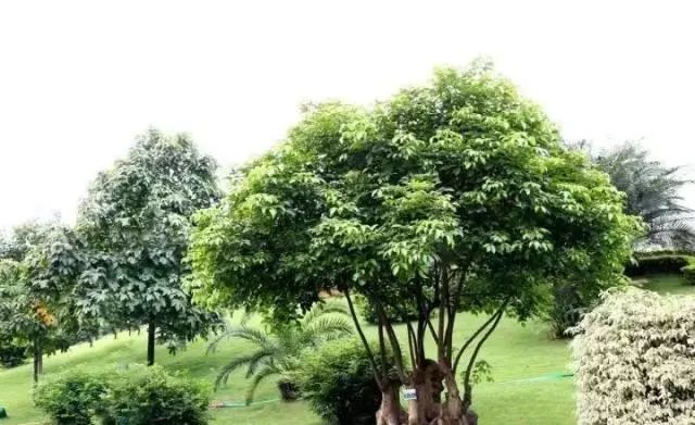 罗汉松 | 庭院中的守财吉祥树-110