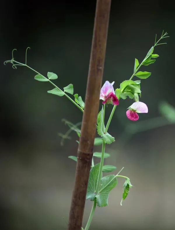 农村小院,生活的理想-46