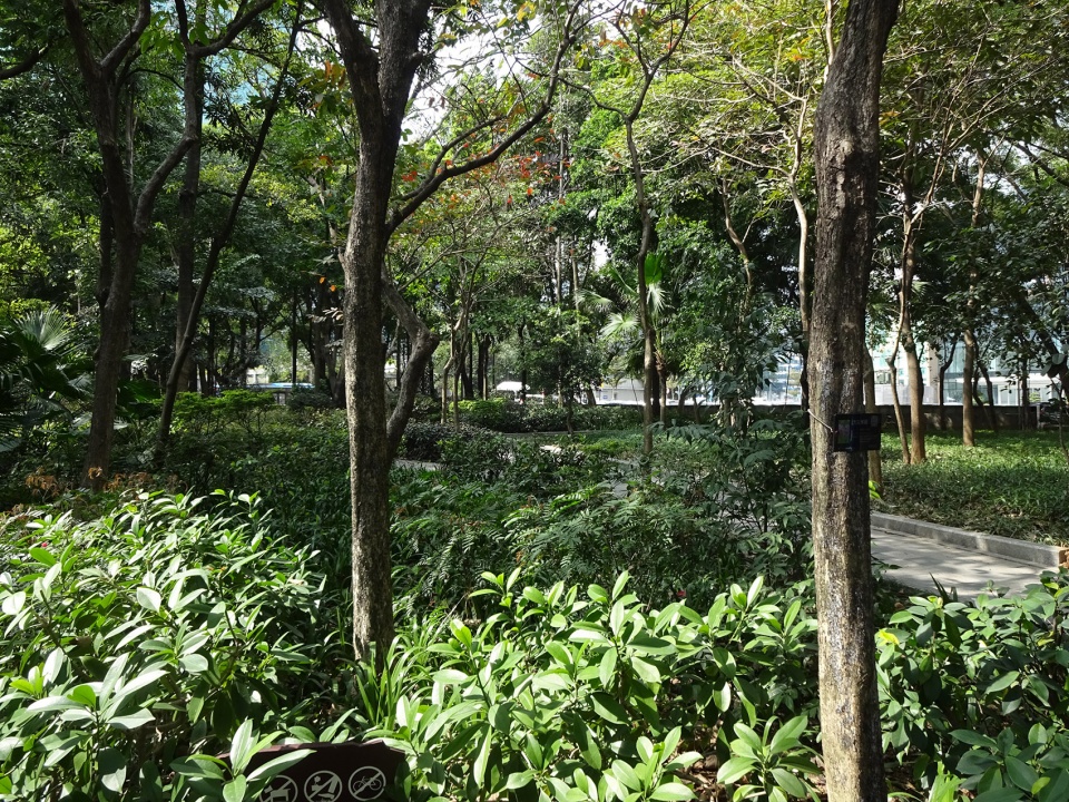 罗湖区“三横四纵”道路沿线视觉一体化·笋岗东路丨深圳市新西林园林景观有限公司-41