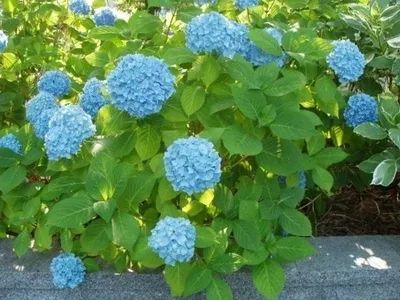 花园植物养护篇·绣球-15