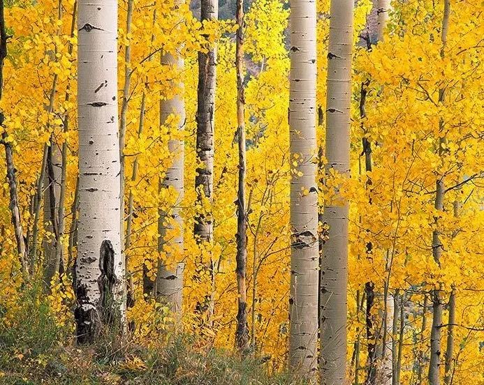 秋色斑斓 | 彩叶树种的园林设计之美-53